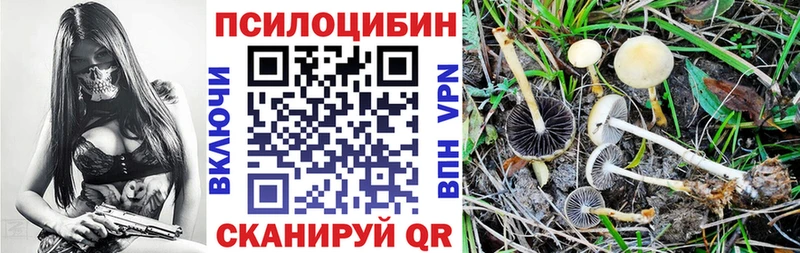 где купить наркоту  Болхов  Галлюциногенные грибы Psilocybe 